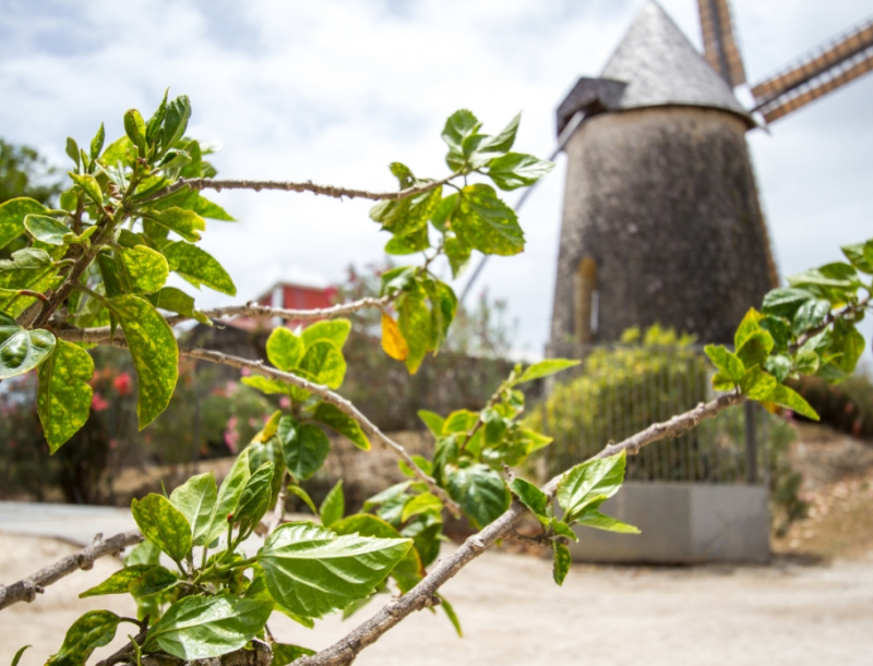 Our domains
Habitation Bellevue
Marie-Galante, Guadeloupe
From a bend in the road, one can see the white blades of the windmill, breathe in the scent of distilling cane in the warm breeze, all against a backdrop of blue and green hues outlined by the flamboyant flame of the Quisqualis Indica, thus perfectly immersing oneself in the authentic sweetness of Marie-Galante. On the hillside of Capesterre and amidst the grazing cattle sits Habitation Bellevue, the last of the three producers of the renowned honest-to-goodness Guadeloupean rums.
Find out more
